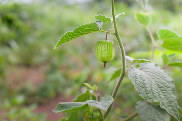 cape gooseberry