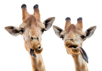 Head of giraffe on white background. © MrPreecha