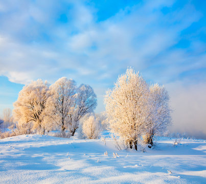 Winter landscape. Cold day.