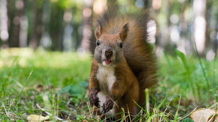 Squirell close up in forest, Tomsk