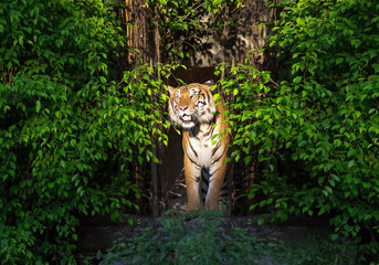 Fototapeta na wymiar Asian tiger resting in natural forest