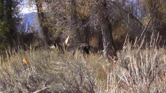 Bull Shiras Moose Rutting in Fall