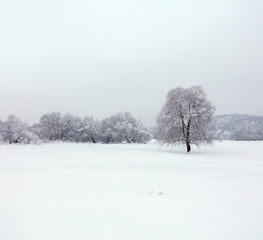 Winter landscape. Cold day.