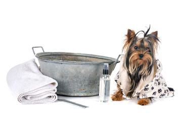 young yorkshire terrier and bath