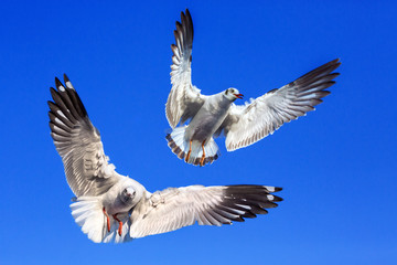 Two seagulls flying in the sky.