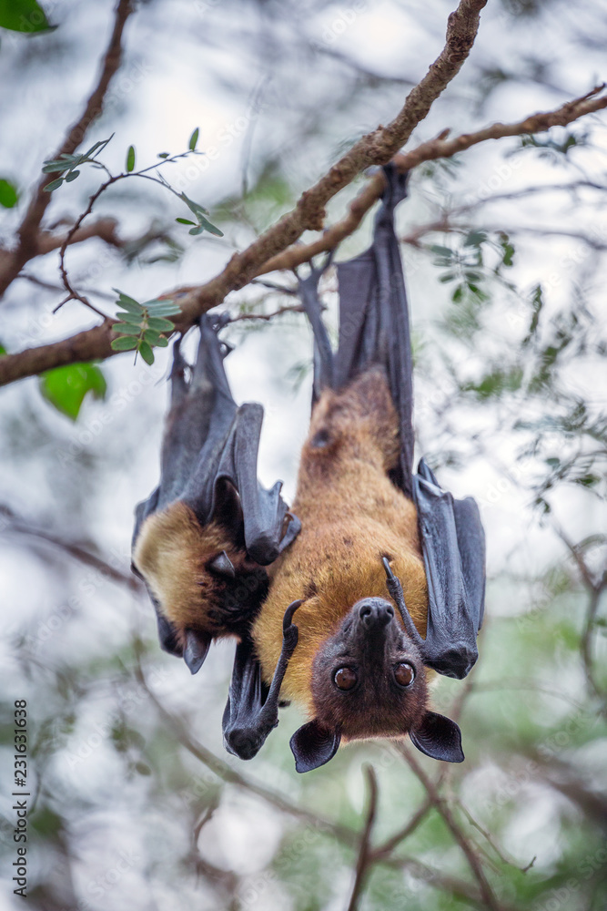 Poster Lyle's flying fox ( Pteropus lylei) Hanging on the tree.