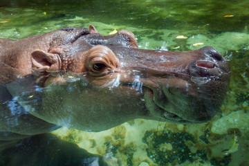 The face of the hippopotamus in the water.