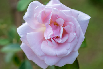 Beautiful pink rose in a garden