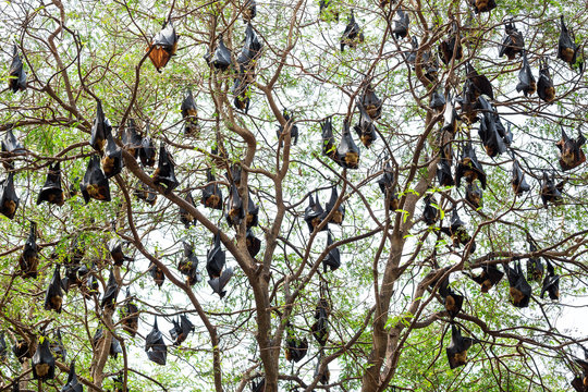 Lyle's flying fox ( Pteropus lylei) Hanging on the tree.