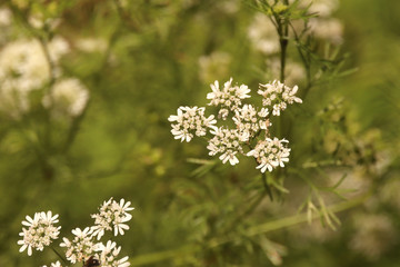 Coriander Flowers