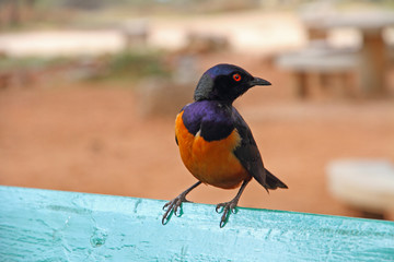 Hildebrandt’s Starling (Lamprotornis hildebrandti)