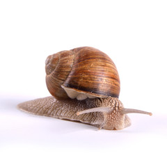 Helix pomatia.Garden snail isolated on white background.Grape snail.