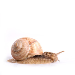 Helix pomatia.Garden snail isolated on white background.Grape snail.