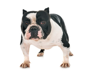 male american bully