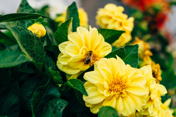 yellow flowers