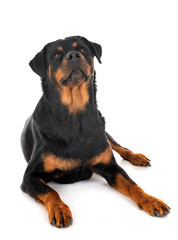 rottweiler in studio