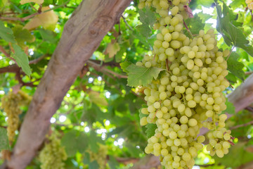 Fototapeta premium green grapes with leaves on the vine. fresh fruits and famous from turpan , xinjiang china