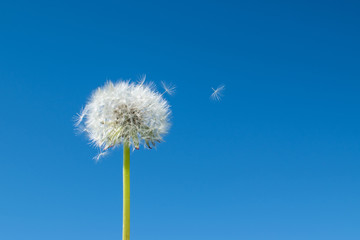 Fluffy dandelion head and flying in the wind seeds on white light hairs. A lush dandelion against the background of a clear blue sky under the sun.