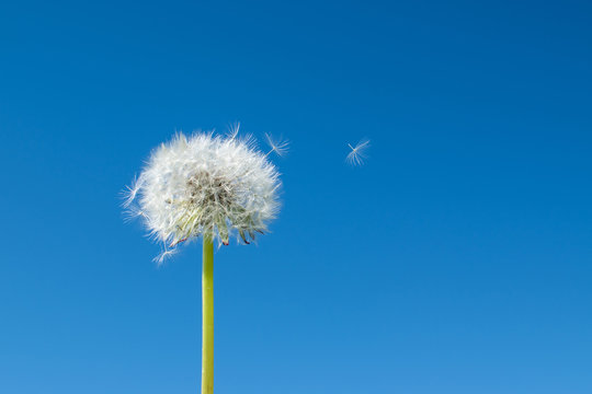 Fluffy dandelion head and flying in the wind seeds on white light hairs. A lush dandelion against the background of a clear blue sky under the sun. © Uladzimir