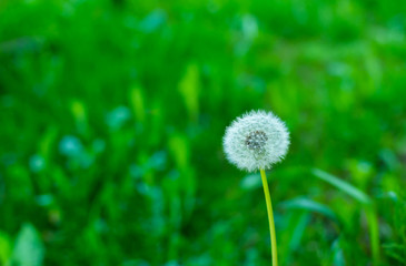 Fluffy single dandelion against a background of green grass in a soft focus. The ideal spherical blowball. Dandelion seeds in anticipation of a gust of wind.