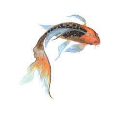 Koi Carp fish Watercolor painting isolated. Watercolor hand painted Koi Carp fish illustrations. Koi Carp fish isolated on white background