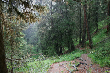 Scenic forest near Zermatt by rainy weather, Switzerland