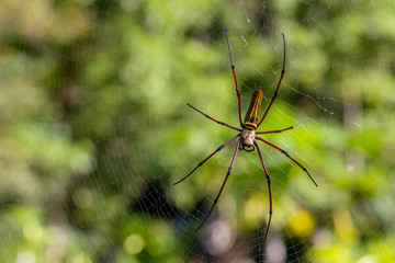 The spider and the web in the green garden with flare in the afternoon , blur bokeh background. 