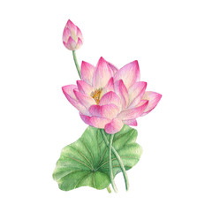 Lotus and Water Lily isolated on white background .Lotus and Water Lily  Hand painted Watercolor illustrations.