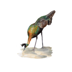 peacock Hand drawn sketch and watercolor illustrations. Watercolor painting peacock. peacock Illustration isolated on white background.