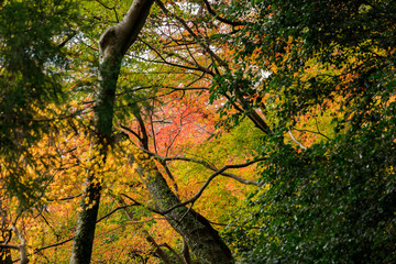 Fototapeta premium colorful Maple tree in autumn