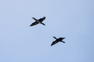 Couple of Cormorant Flying with blue sky