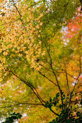 Fototapeta na wymiar colorful Maple tree in autumn