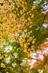colorful Maple tree in autumn