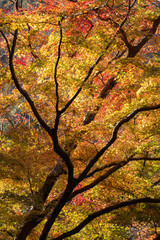 Fototapeta na wymiar colorful Maple tree in autumn
