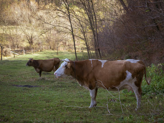 Cow grazing on the meadow.