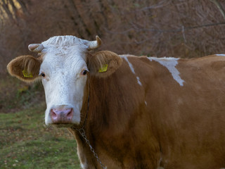 Naklejka na ściany i meble Cow grazing on the meadow.