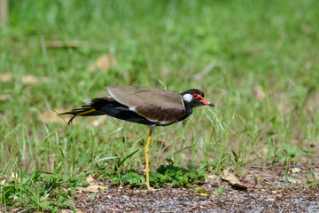 Red-wattled lapwing is an Asian lapwing or large plover, a wader in the family Charadriidae. They are ground birds that are incapable of perching.