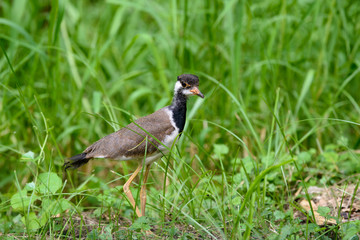 Red-wattled lapwing is an Asian lapwing or large plover, a wader in the family Charadriidae. They are ground birds that are incapable of perching.