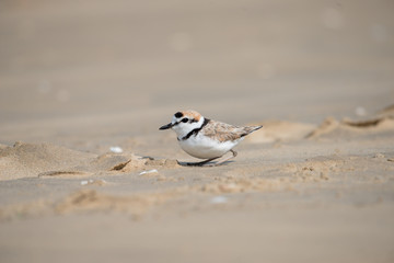 Malaysian plover is a small wader that nests on beaches and salt flats in Southeast Asia.
