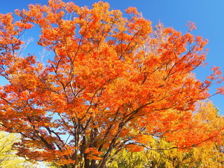 欅の黄葉と青空