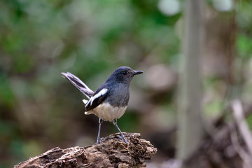 Oriental magpie-robin, they are common birds in urban gardens as well as forests.