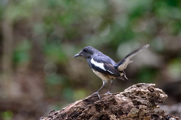Oriental magpie-robin, they are common birds in urban gardens as well as forests.