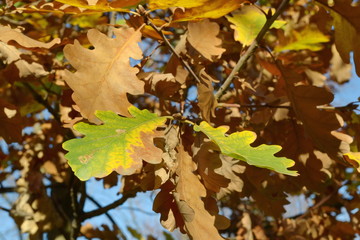 Осень. Дубовая ветка. 