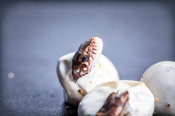 Little Sand lizards hatching from an eggs, selective focus