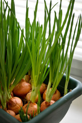 a garden of young onion on a window sill.Growing onions on the windowsill. Fresh green onions at home Indoor gardening growing spring onions in flower pot on window sill. Fresh sprouts of green onion 