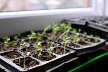  seedlings of bell pepper in cardboard boxes, on a window sill Young spring sprouts on a window sill