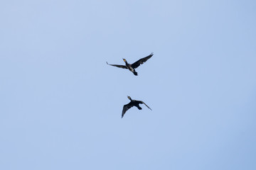 Couple of Cormorant Flying with blue sky