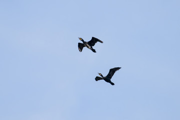 Couple of Cormorant Flying with blue sky