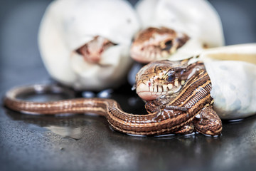 Fototapeta premium Little Sand lizards hatching from an eggs, selective focus