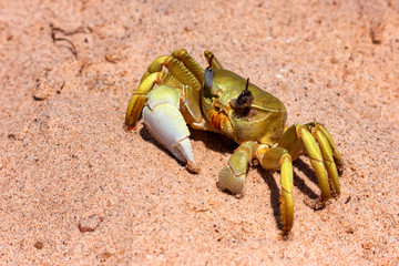Close up image of yellow crab on sand